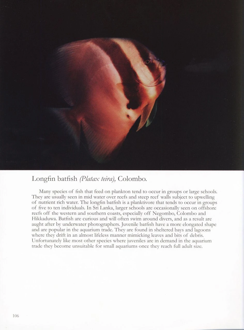 Coral Reefs Of Sri Lanka 6 Coral Reefs Of Sri Lanka - Image 4