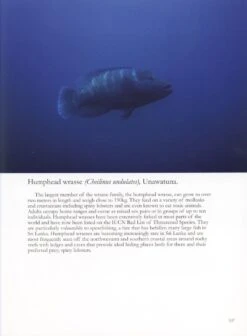 Coral Reefs Of Sri Lanka 11 Coral Reefs Of Sri Lanka -Wildlife Professional Books 202661 4