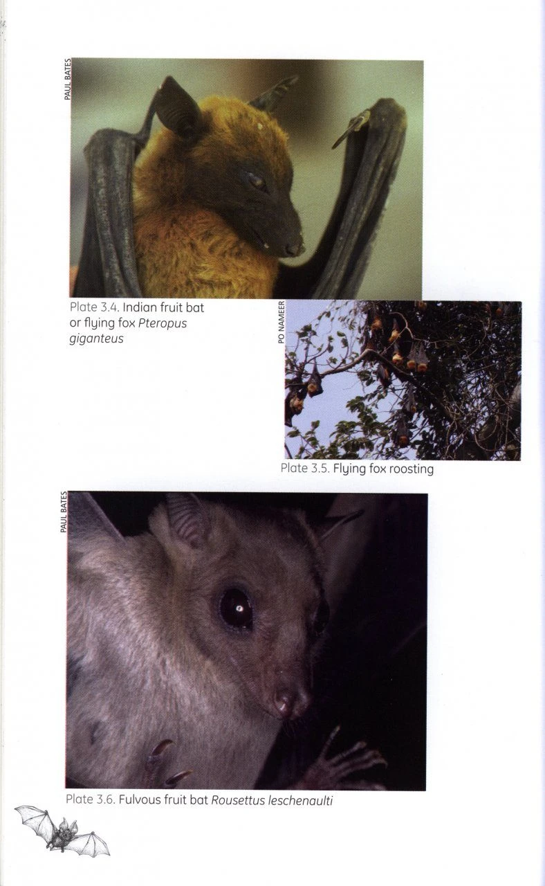 Mammals Of South Asia, Volume 1 5 Mammals Of South Asia, Volume 1 - Image 3