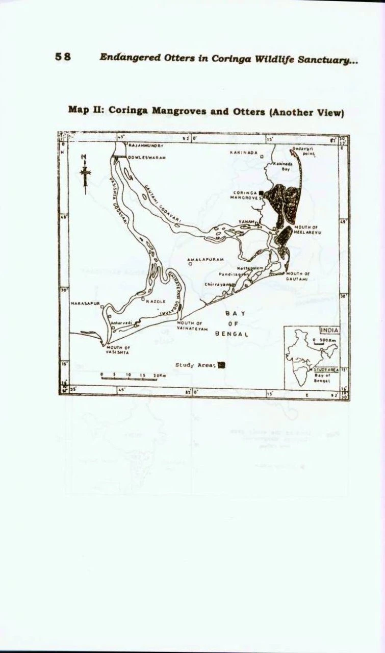 Endangered Otters In Coringa Wildlife Sanctuary, Andhra Pradesh, India 5 Endangered Otters In Coringa Wildlife Sanctuary, Andhra Pradesh, India - Image 3
