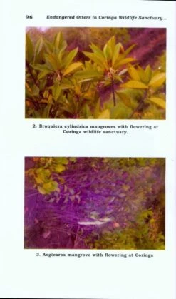 Endangered Otters In Coringa Wildlife Sanctuary, Andhra Pradesh, India 9 Endangered Otters In Coringa Wildlife Sanctuary, Andhra Pradesh, India -Wildlife Professional Books 203703 3