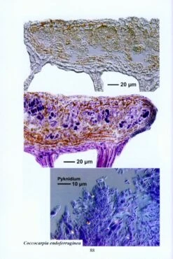 A Microscopical Atlas Of Some Tropical Lichens From SE-Asia (2-Volume Set) [English] -Wildlife Professional Books 204336 2