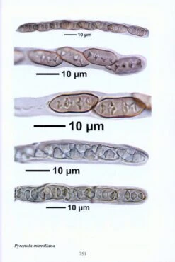 A Microscopical Atlas Of Some Tropical Lichens From SE-Asia (2-Volume Set) [English] -Wildlife Professional Books 204336 7