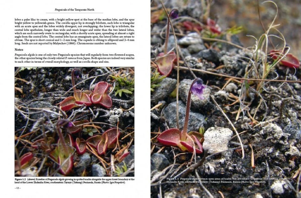 Pinguicula Of The Temperate North 4 Pinguicula Of The Temperate North - Image 2