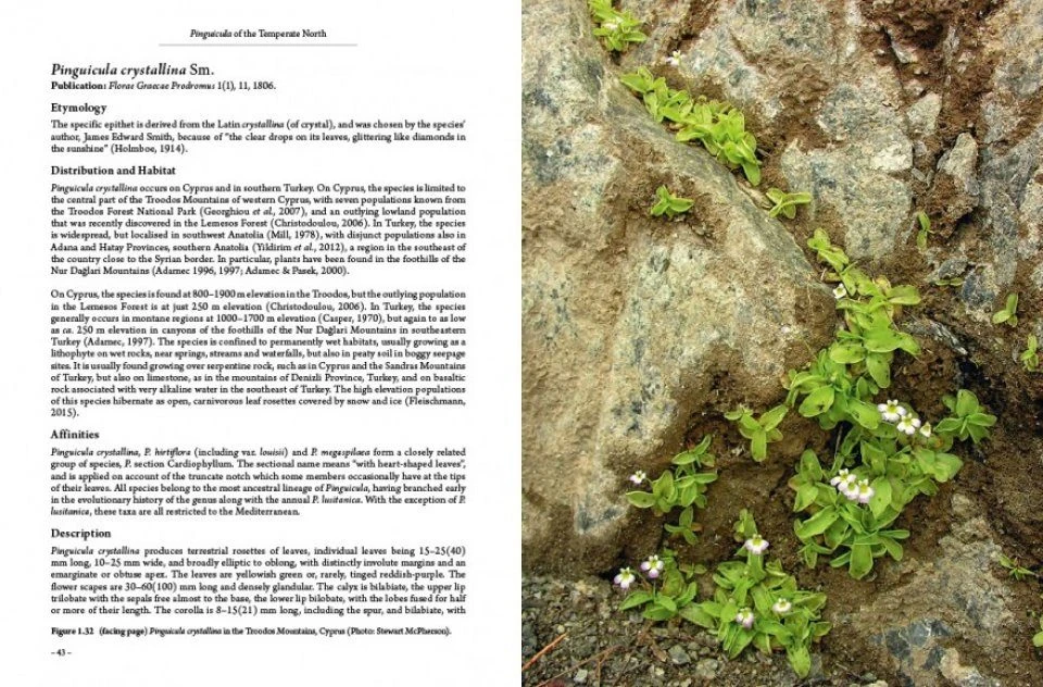 Pinguicula Of The Temperate North 7 Pinguicula Of The Temperate North - Image 5