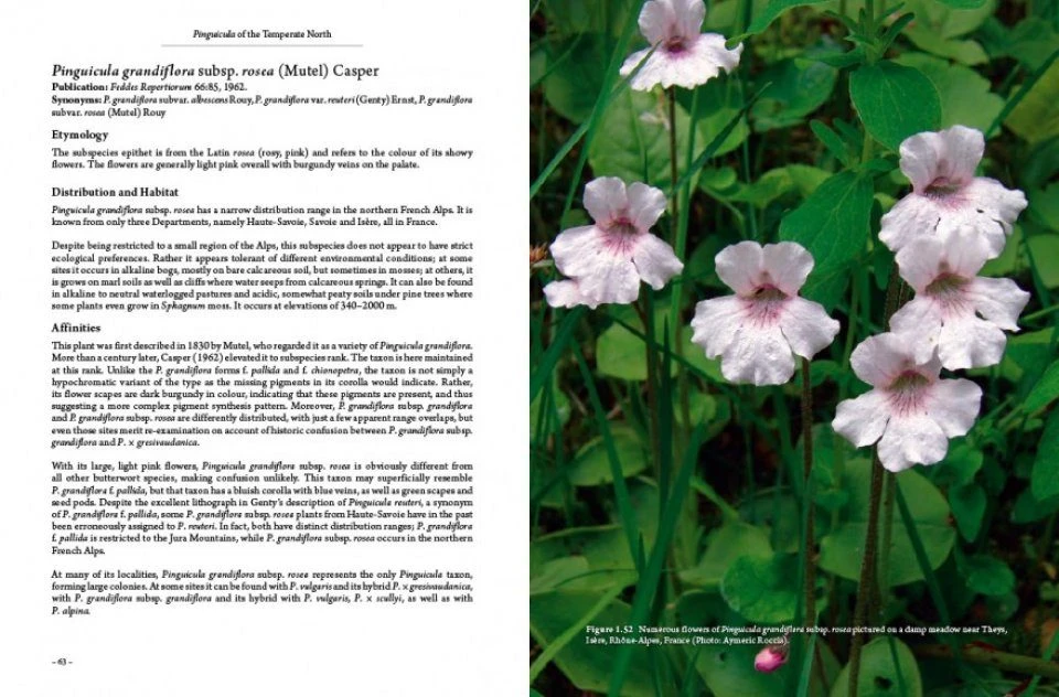 Pinguicula Of The Temperate North 8 Pinguicula Of The Temperate North - Image 6