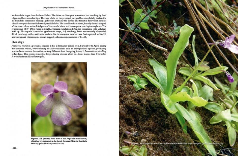 Pinguicula Of The Temperate North 11 Pinguicula Of The Temperate North - Image 9