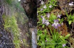 Pinguicula Of The Temperate North 27 Pinguicula Of The Temperate North -Wildlife Professional Books 204408 12