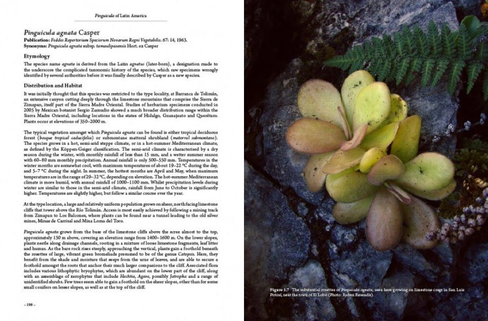 Pinguicula Of Latin America 4 Pinguicula Of Latin America - Image 2