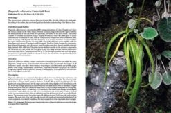 Pinguicula Of Latin America 19 Pinguicula Of Latin America -Wildlife Professional Books 204410 02