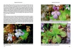 Pinguicula Of Latin America 20 Pinguicula Of Latin America -Wildlife Professional Books 204410 03