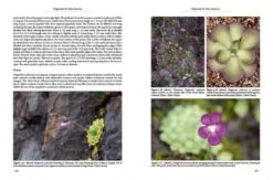 Pinguicula Of Latin America 21 Pinguicula Of Latin America -Wildlife Professional Books 204410 04