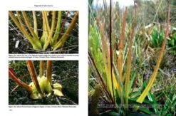 Pinguicula Of Latin America 22 Pinguicula Of Latin America -Wildlife Professional Books 204410 05