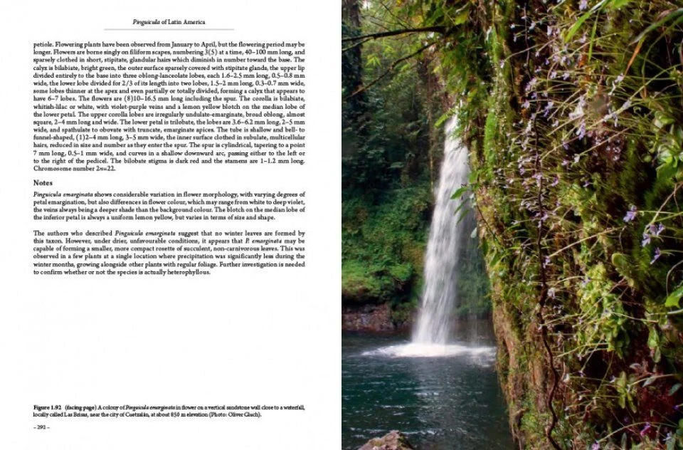 Pinguicula Of Latin America 9 Pinguicula Of Latin America - Image 7
