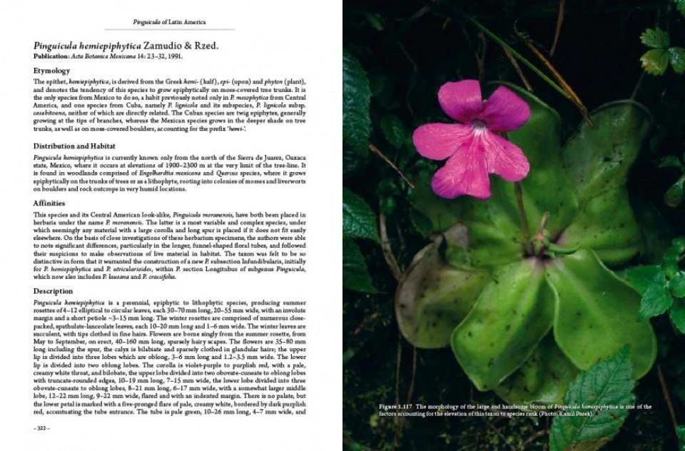 Pinguicula Of Latin America 10 Pinguicula Of Latin America - Image 8