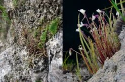 Pinguicula Of Latin America 25 Pinguicula Of Latin America -Wildlife Professional Books 204410 08