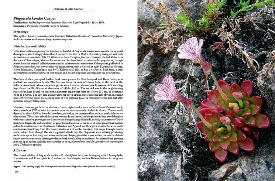 Pinguicula Of Latin America 12 Pinguicula Of Latin America - Image 10
