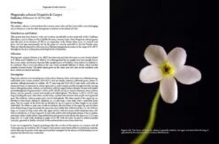 Pinguicula Of Latin America 27 Pinguicula Of Latin America -Wildlife Professional Books 204410 10
