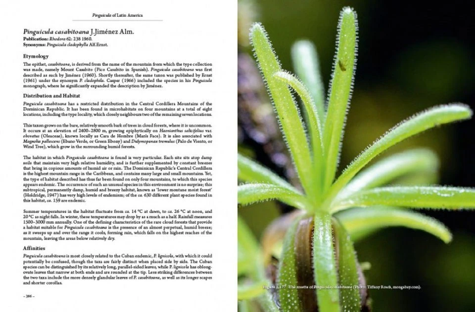 Pinguicula Of Latin America 14 Pinguicula Of Latin America - Image 12