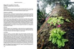 Pinguicula Of Latin America 29 Pinguicula Of Latin America -Wildlife Professional Books 204410 12