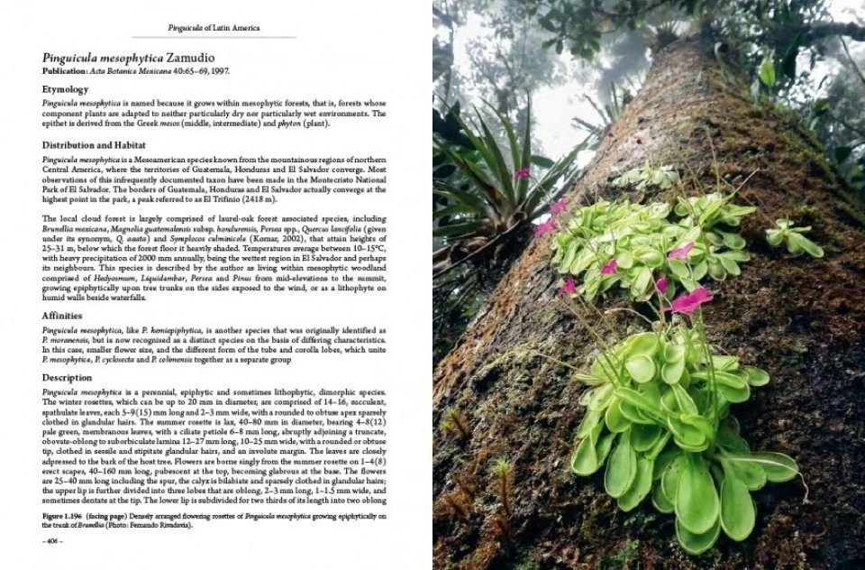 Pinguicula Of Latin America 15 Pinguicula Of Latin America - Image 13