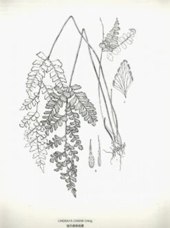 Icones Filicum Sinicarum [English / Chinese] -Wildlife Professional Books 204624 2