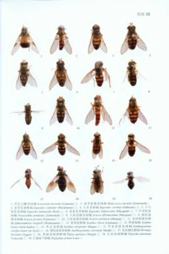 Fauna Sinica: Insecta, Volume 50: Diptera: Syrphidae [Chinese] -Wildlife Professional Books 204673 4