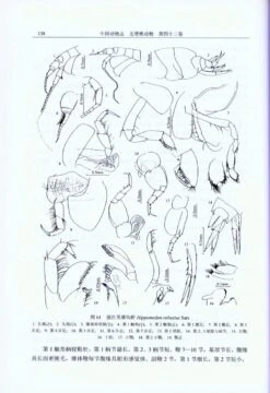 Fauna Sinica: Invertebrata, Volume 43: Crustacea: Amphipoda: Gammaridea (II) [Chinese] -Wildlife Professional Books 204678 1