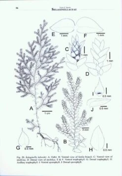 Flora Of Taiwan: Selaginellaceae 9 Flora Of Taiwan: Selaginellaceae -Wildlife Professional Books 205394 2