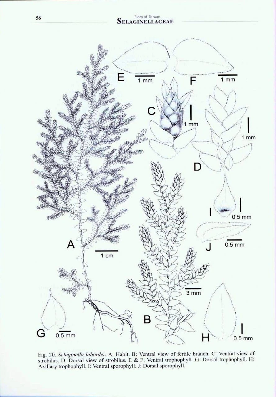 Flora Of Taiwan: Selaginellaceae 5 Flora Of Taiwan: Selaginellaceae - Image 3