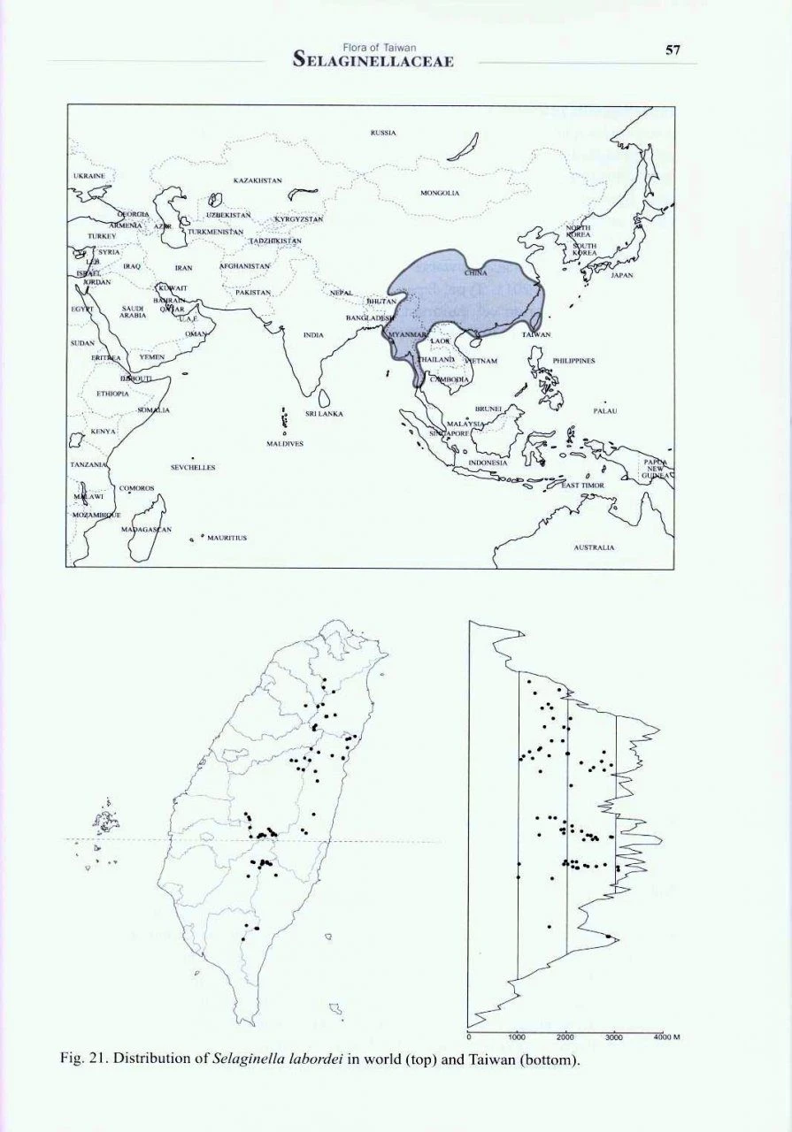 Flora Of Taiwan: Selaginellaceae 6 Flora Of Taiwan: Selaginellaceae - Image 4