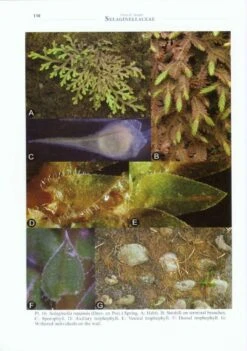 Flora Of Taiwan: Selaginellaceae 11 Flora Of Taiwan: Selaginellaceae -Wildlife Professional Books 205394 4