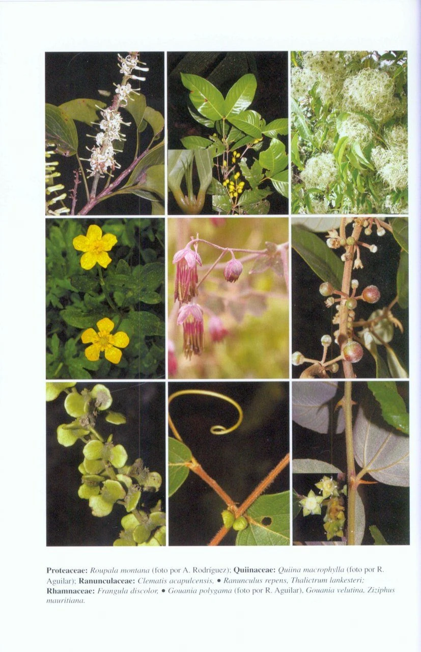 Manual De Plantas De Costa Rica: Volume VII 4 Manual De Plantas De Costa Rica: Volume VII - Image 2