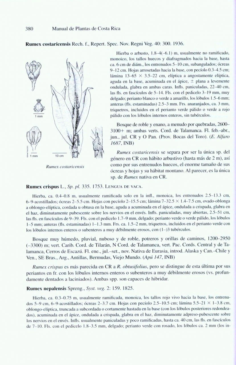 Manual De Plantas De Costa Rica: Volume VII 6 Manual De Plantas De Costa Rica: Volume VII - Image 4