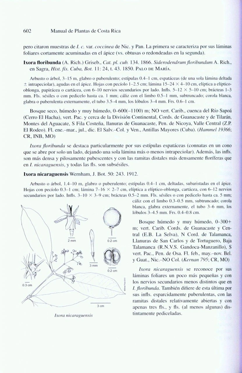 Manual De Plantas De Costa Rica: Volume VII 7 Manual De Plantas De Costa Rica: Volume VII - Image 5