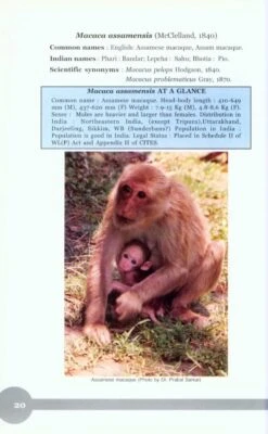 Non-Human Primates Of India 8 Non-Human Primates Of India -Wildlife Professional Books 207415 1