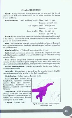 Non-Human Primates Of India 9 Non-Human Primates Of India -Wildlife Professional Books 207415 2