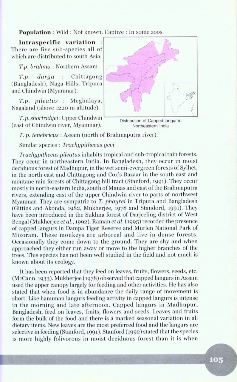 Non-Human Primates Of India 7 Non-Human Primates Of India - Image 5