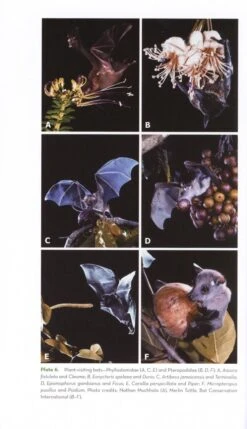 The Ornaments Of Life 12 The Ornaments Of Life -Wildlife Professional Books 207443 2