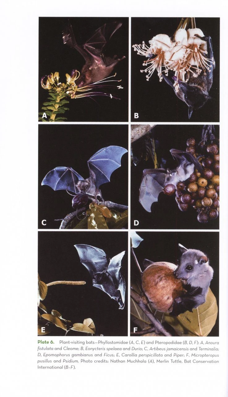 The Ornaments Of Life 6 The Ornaments Of Life - Image 4