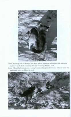 Among Wolves 8 Among Wolves -Wildlife Professional Books 207448 1