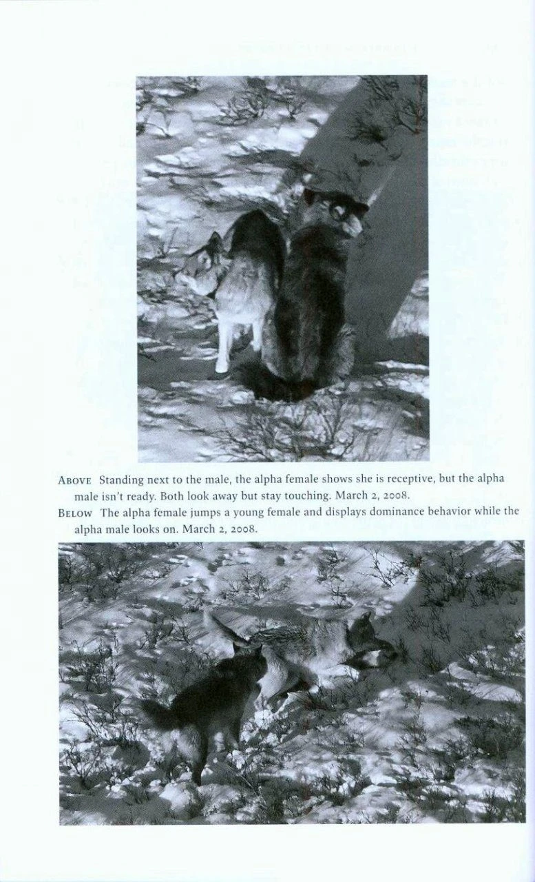 Among Wolves 4 Among Wolves - Image 2