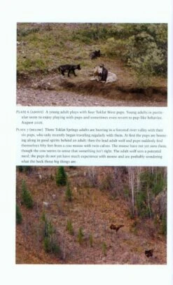 Among Wolves 10 Among Wolves -Wildlife Professional Books 207448 3