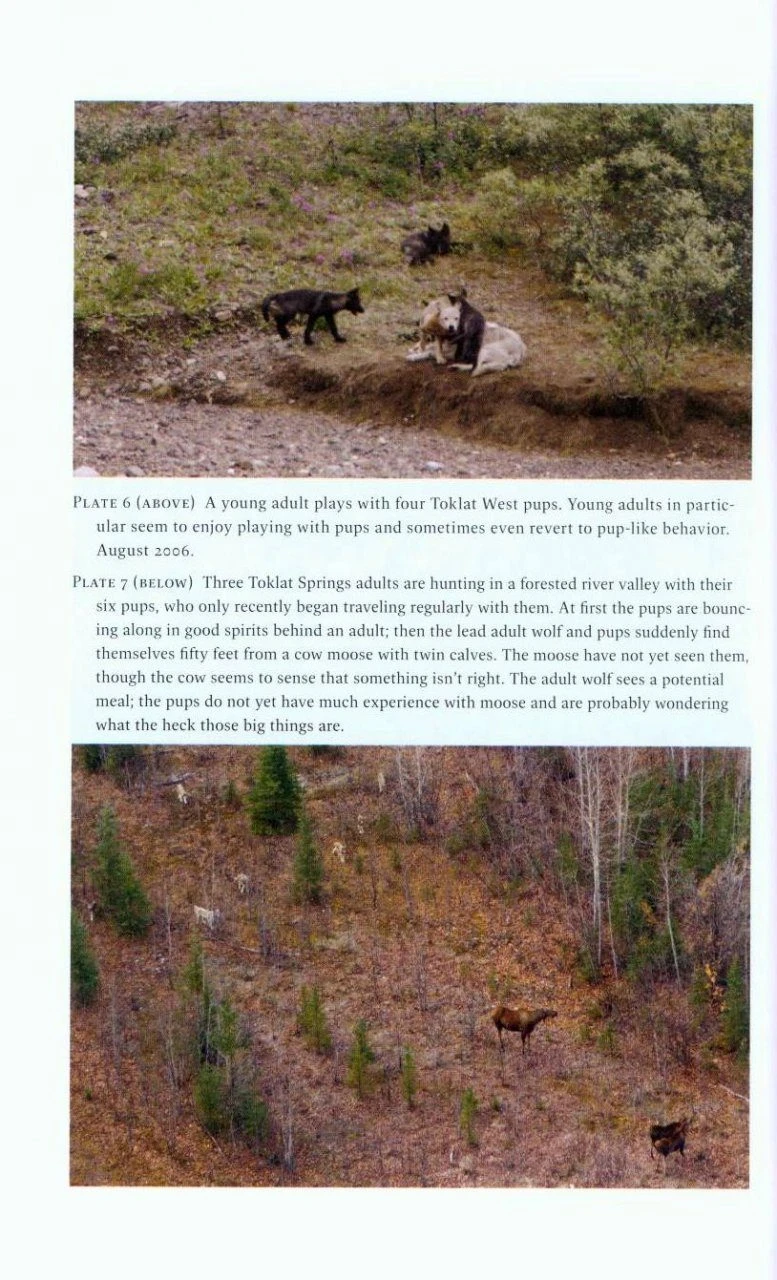 Among Wolves 6 Among Wolves - Image 4