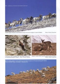 The Mammals Of North East India 11 The Mammals Of North East India -Wildlife Professional Books 207771 4