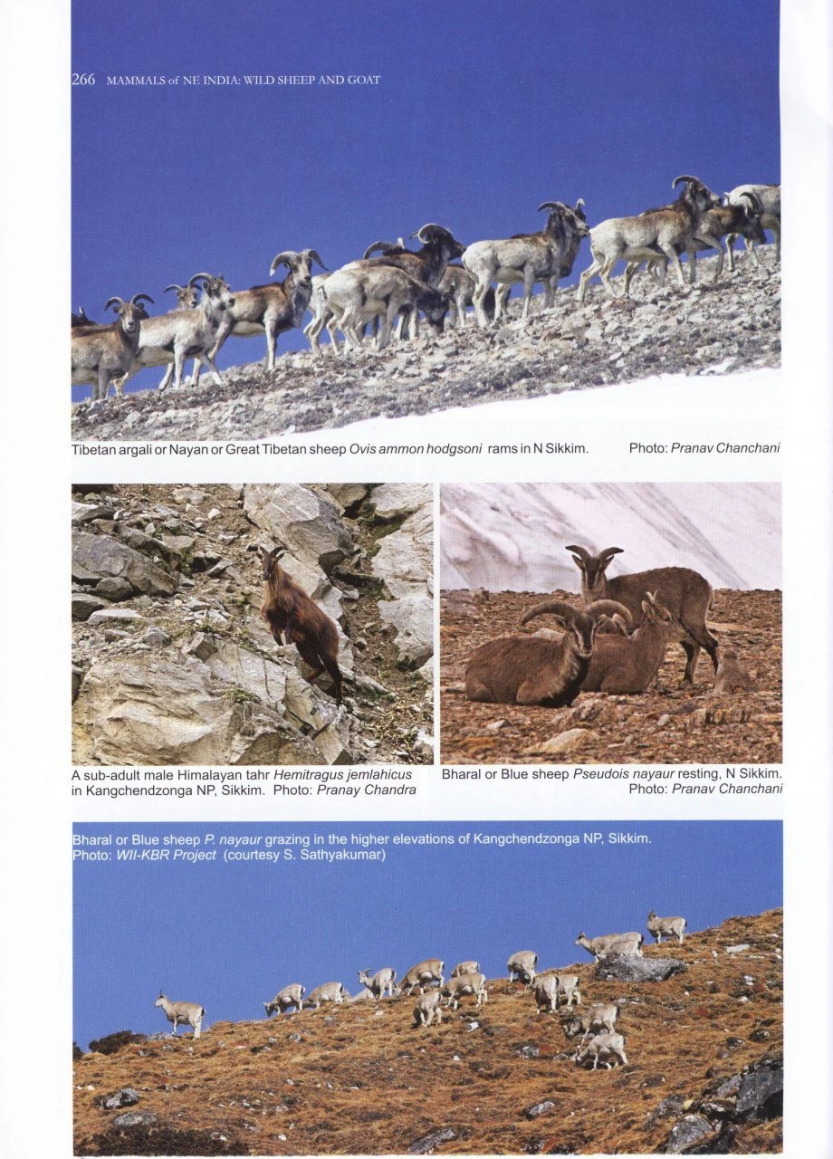 The Mammals Of North East India 7 The Mammals Of North East India - Image 5