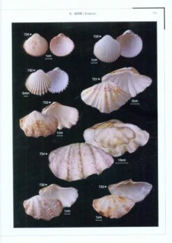 Color Atlas Of Economic Molluscs From The South China Sea [Chinese] -Wildlife Professional Books 207826 3