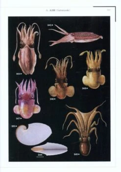 Color Atlas Of Economic Molluscs From The South China Sea [Chinese] -Wildlife Professional Books 207826 4