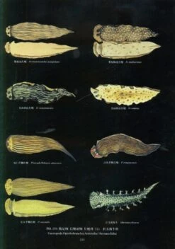 An Illustrated Guide To Species In China's Seas, Volume 4 [Chinese] -Wildlife Professional Books 207829 3