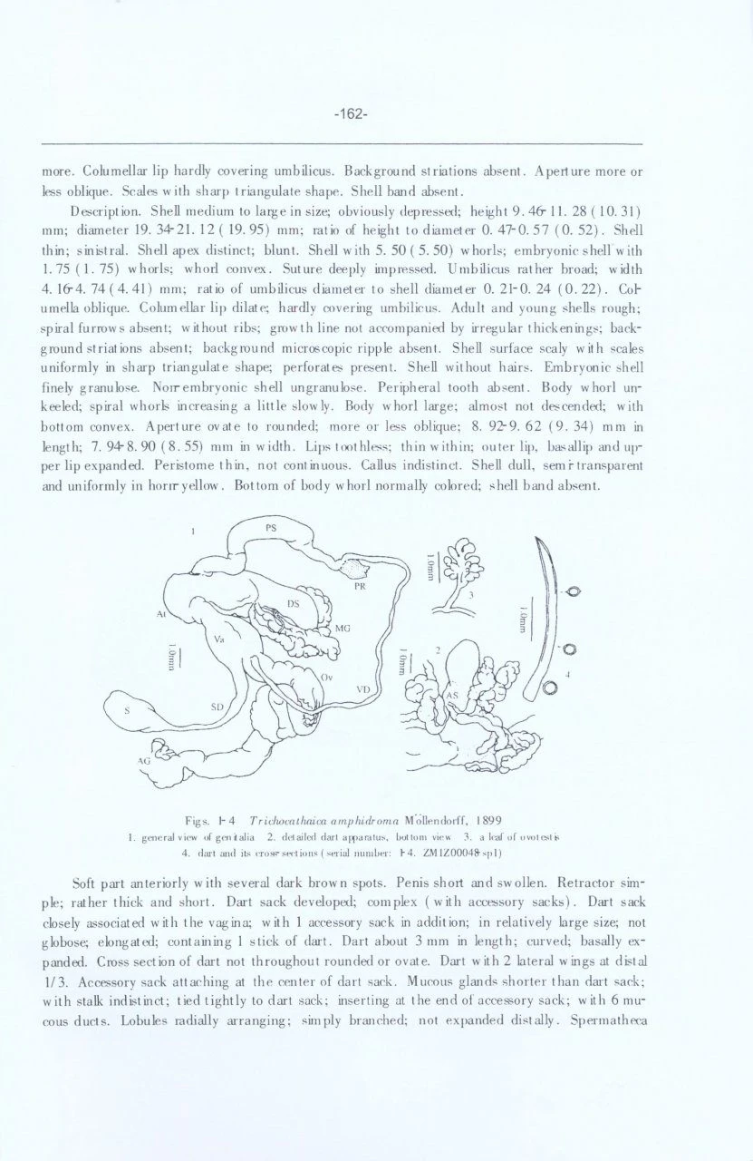 Research Materials Of Terrestrial Molluscs In China 6 Research Materials Of Terrestrial Molluscs In China - Image 4